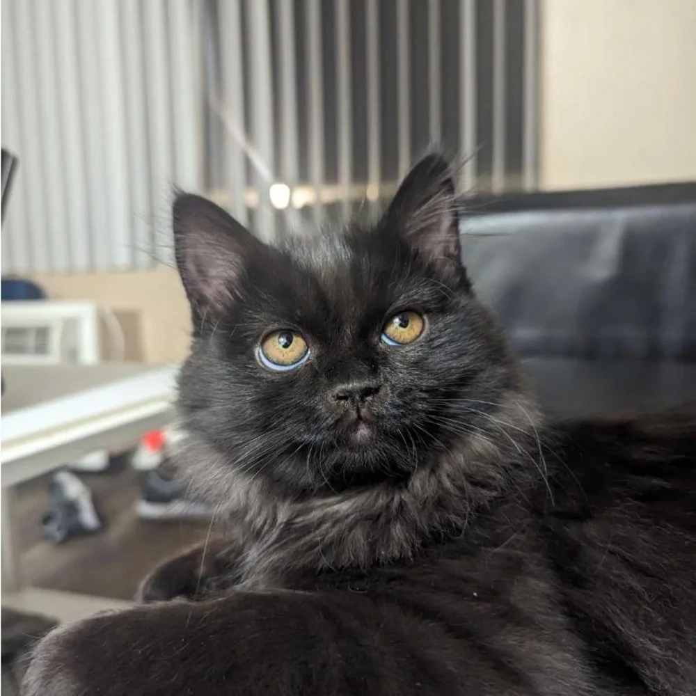 MEET FELIX 🐈⬛ - Picture 5 of 12